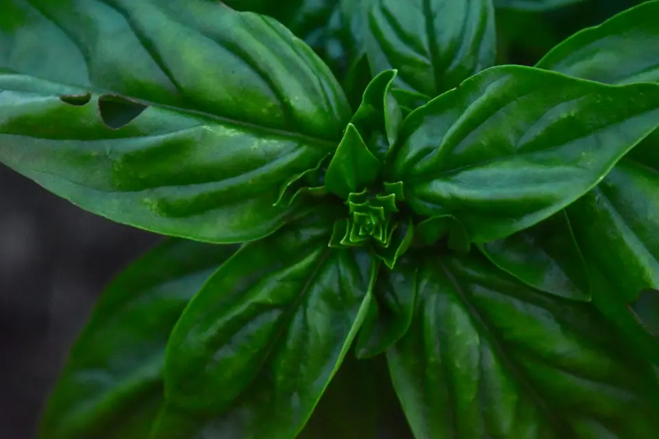 Basil Oleoresin