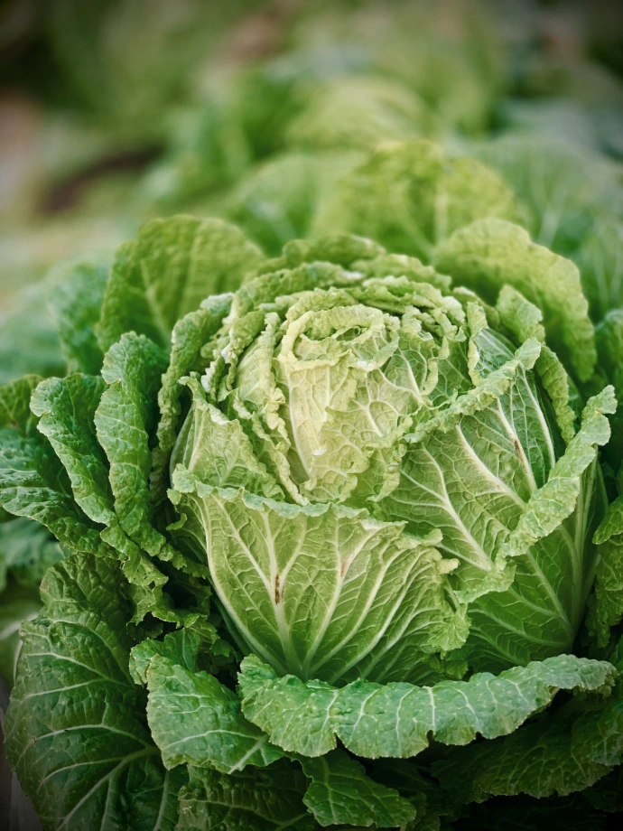 green leaf plant in close up photography