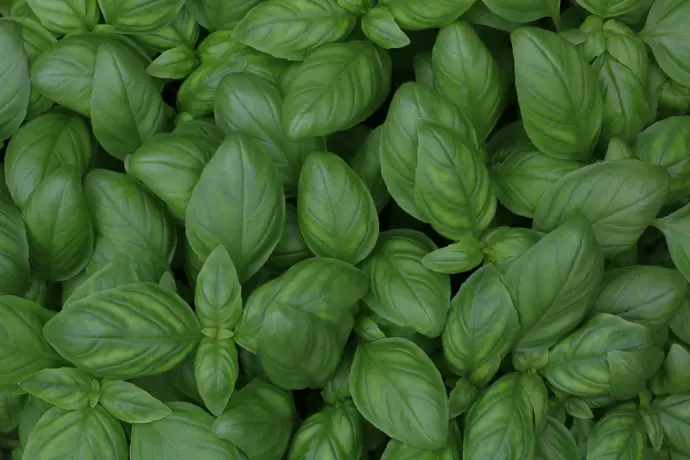 Basil Oleoresins