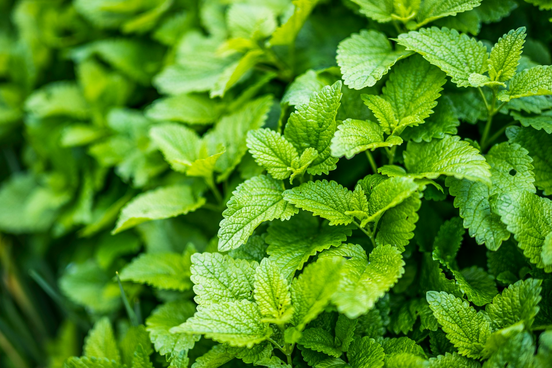 mint leaves