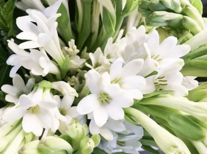 tuberose