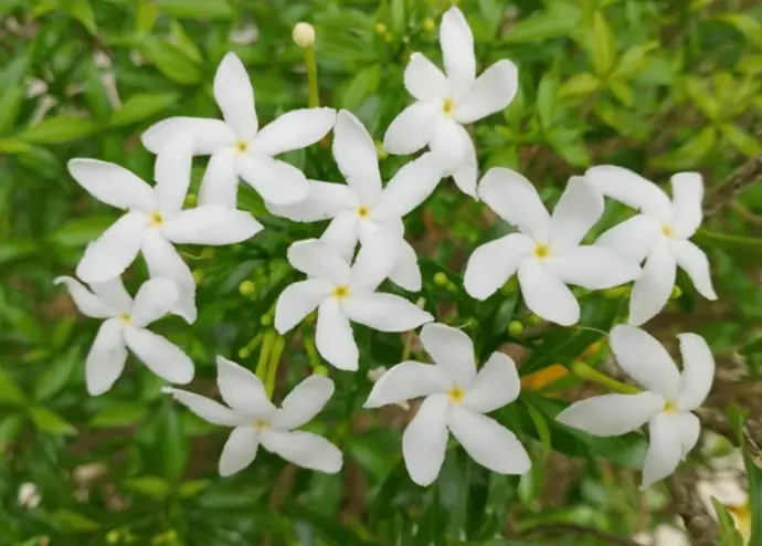 jasmin grandiflorum