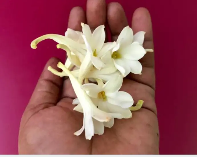 tuberose