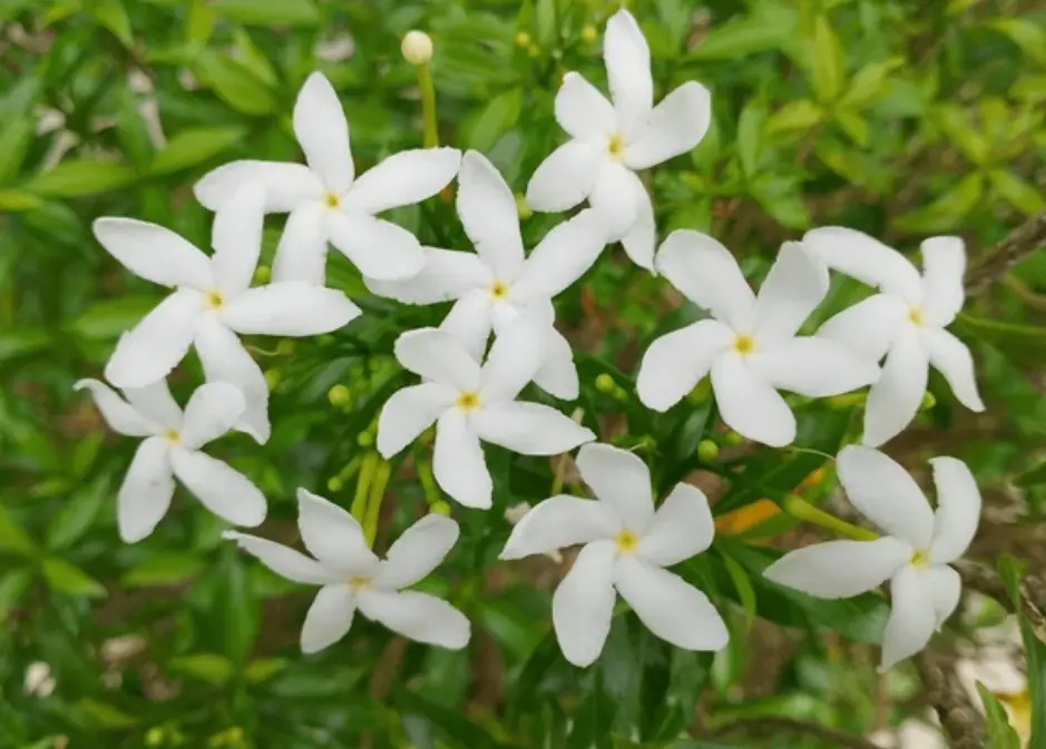 jasmine grandiflorum absolute