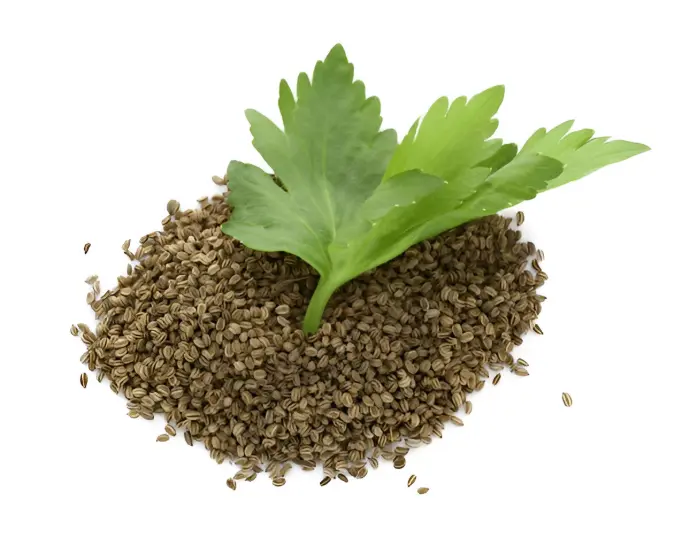 CelerySeed Oil