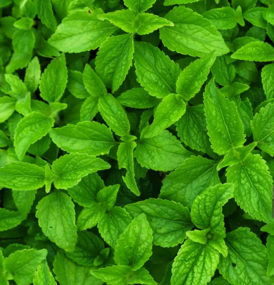 Spearmint Oil