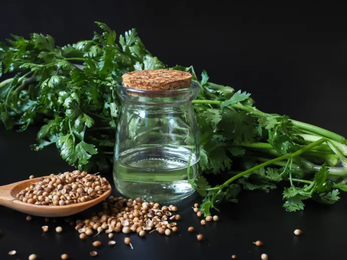 Coriander Oil