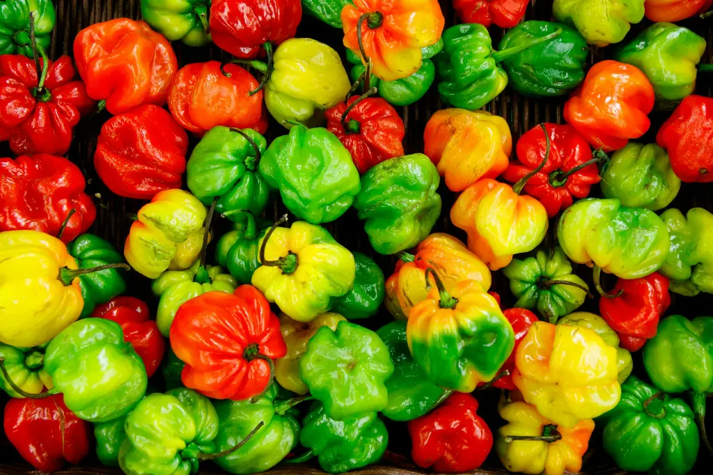 unsplash__LGlGi3KJIA_capsicum.webp
