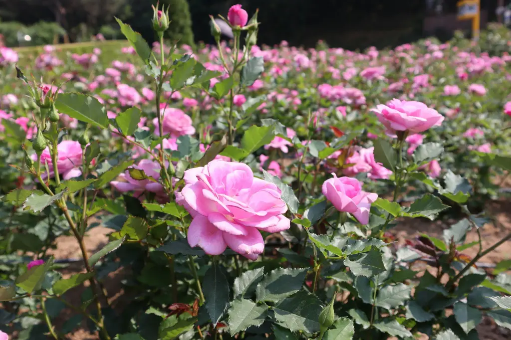 unsplash_ujFSONlOXTI_rose farm.webp
