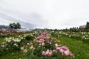 unsplash_ndc_A3MFNxY_rose farm.webp